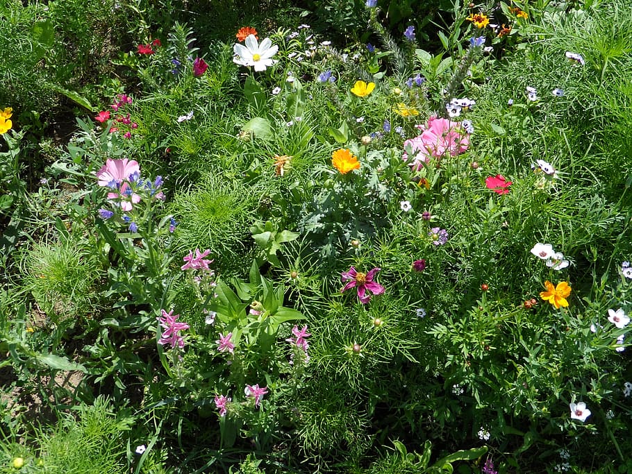 summer meadow, meadow, flowers, colorful, green, bloom, grow, sprout, petals, smell
