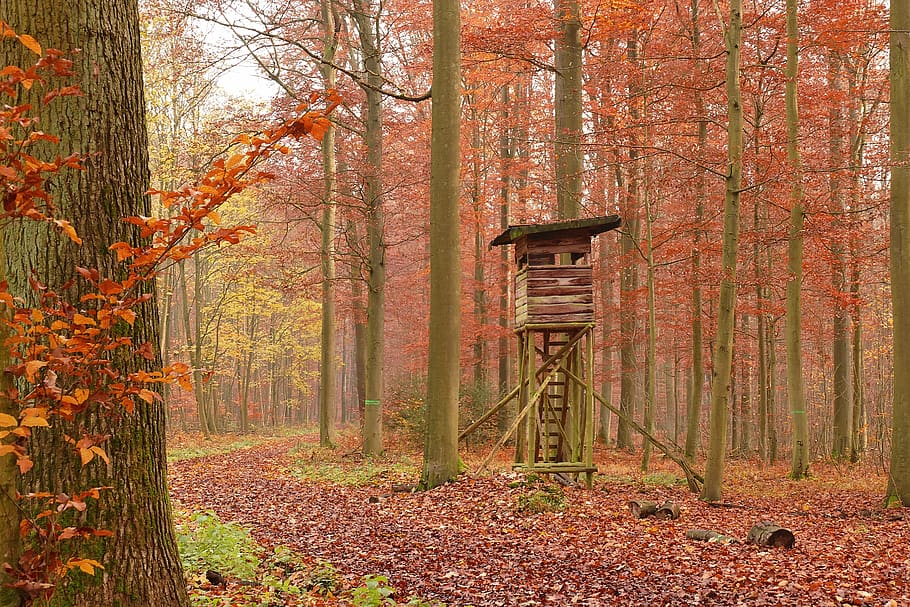 perch, delight, hunting seat, hunter seat, hunter was, hunting was, forest, watch, wooden tower, late autumn
