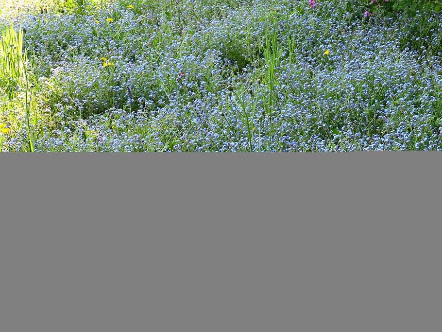 forget my not, flowers, forget me not, boraginaceae, pointed flower, meadow, plant, growth, flowering plant, flower