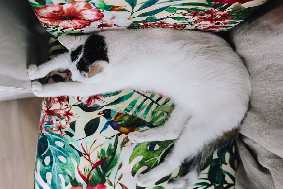 cadeira, relaxar, animal de estimação, animal, fofo, gato, gato branco, dormindo, doce, soneca