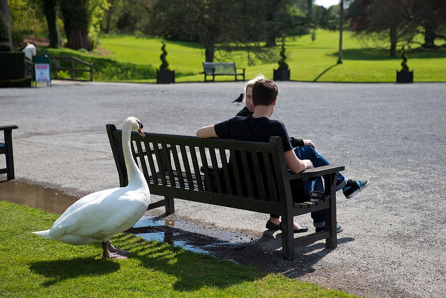 swan, tourists, unwanted visitors, bench seat, apprehension, vertebrate, real people, bird, full length, animal wildlife