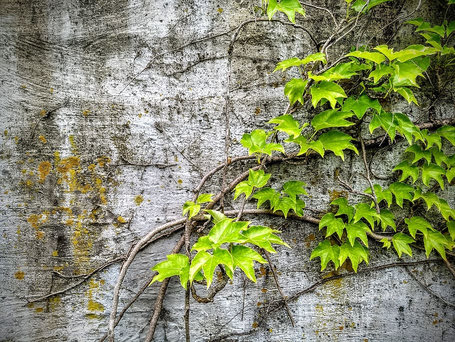 wild grapes, concrete, plant, weed, vine, life finds way, building, deciduous, climbing, growth