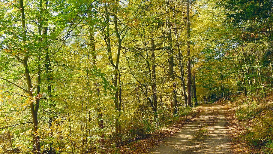 estrada na floresta, floresta de outono, outono na floresta, floresta de primavera, floresta ensolarada, verão na floresta, natureza no outono, nostalgia, caminhada, uma viagem à floresta