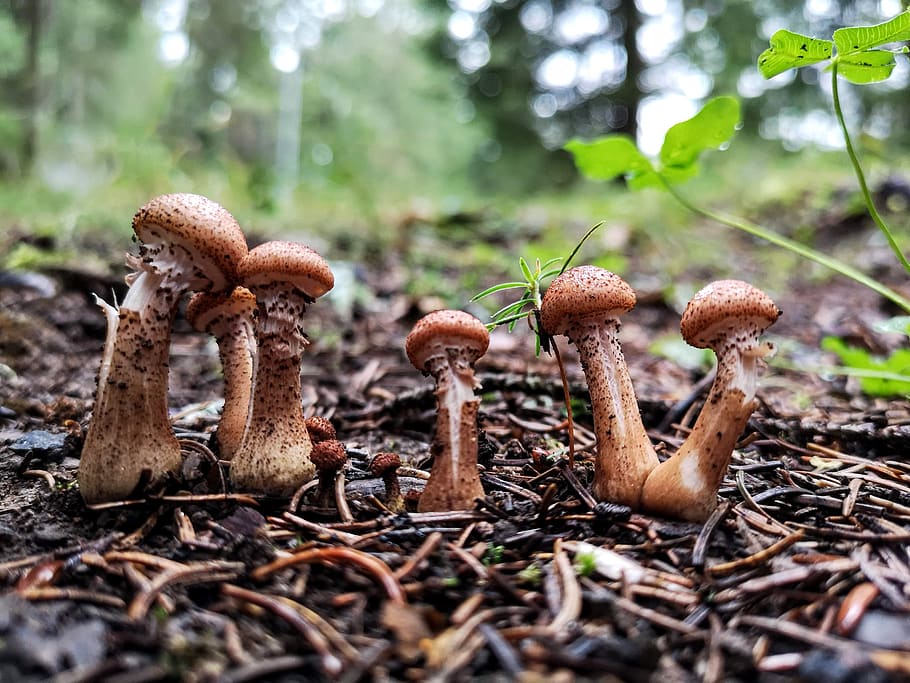fungus, mushrooms, nature, autumn, moss, forest, close, food, organic, needles