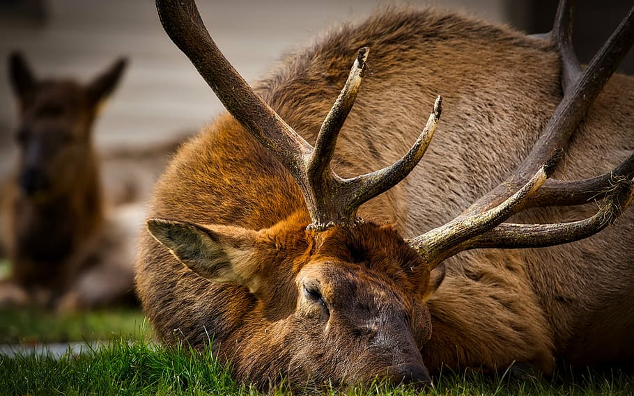 yellowstone, national park, wyoming, hdr, elk, bull, male, sleeping, macro, closeup