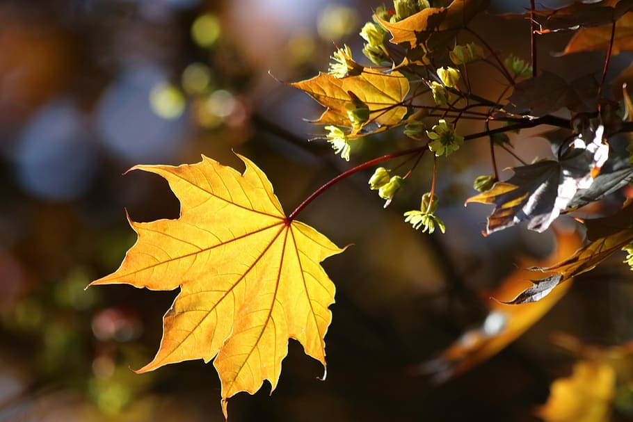 maple, sun, blooming, spring, light, sheet, kidney, leaf, plant part, autumn
