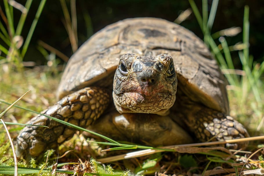 turtle, carapace, portrait, nature, reptile, animal, shell, tortie, close up, land