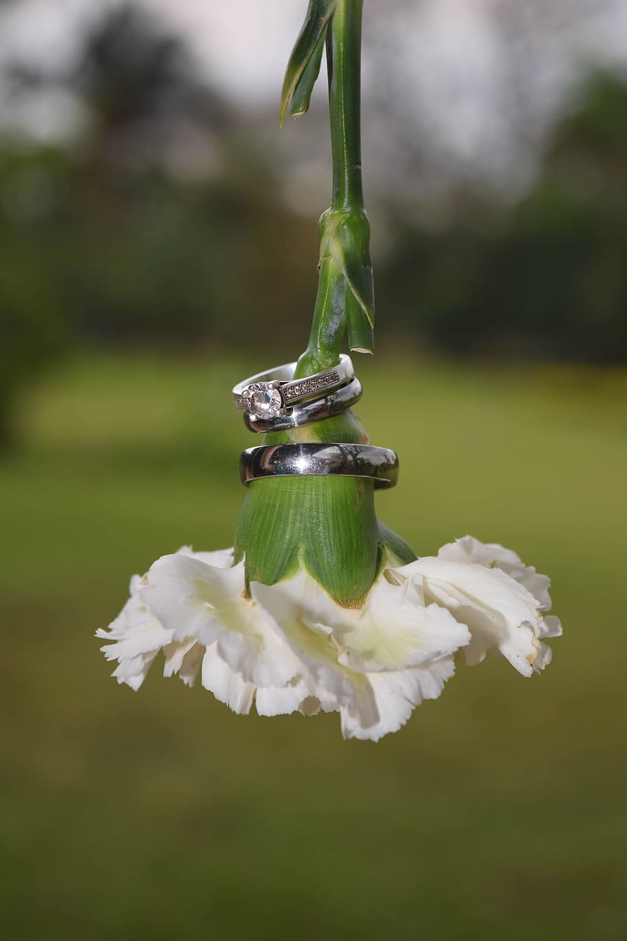 wedding, flower, white, marriage, wedding rings, commitment, green color, close-up, plant, focus on foreground