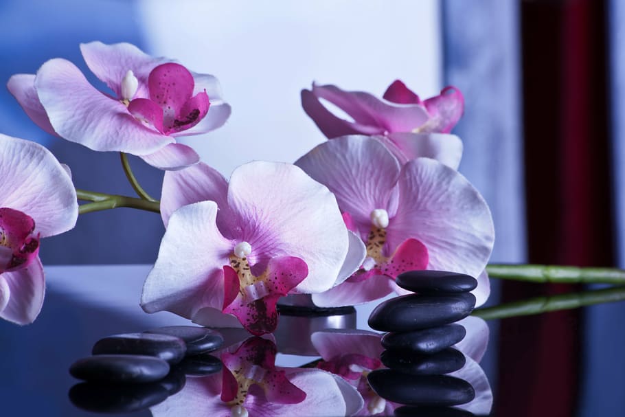 pink, moth orchid flowers, massage, relaxation, stones, wellness, rest, recovery, spa, relax