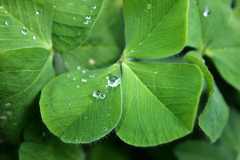 shallow, focus photo, green, leaves, four leaf clover, luck, water, drip, drop of water, lucky charm