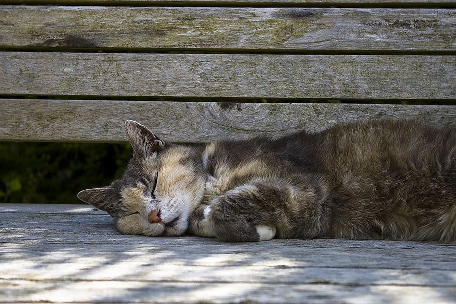 sleeping, cat, laying, gray, wooden, bench, daytime, pet, asleep, adorable
