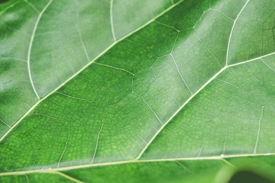 green, leaf structure background, close, Green Leaf, Structure, Background, Close Up, botanic garden, eco, ecology