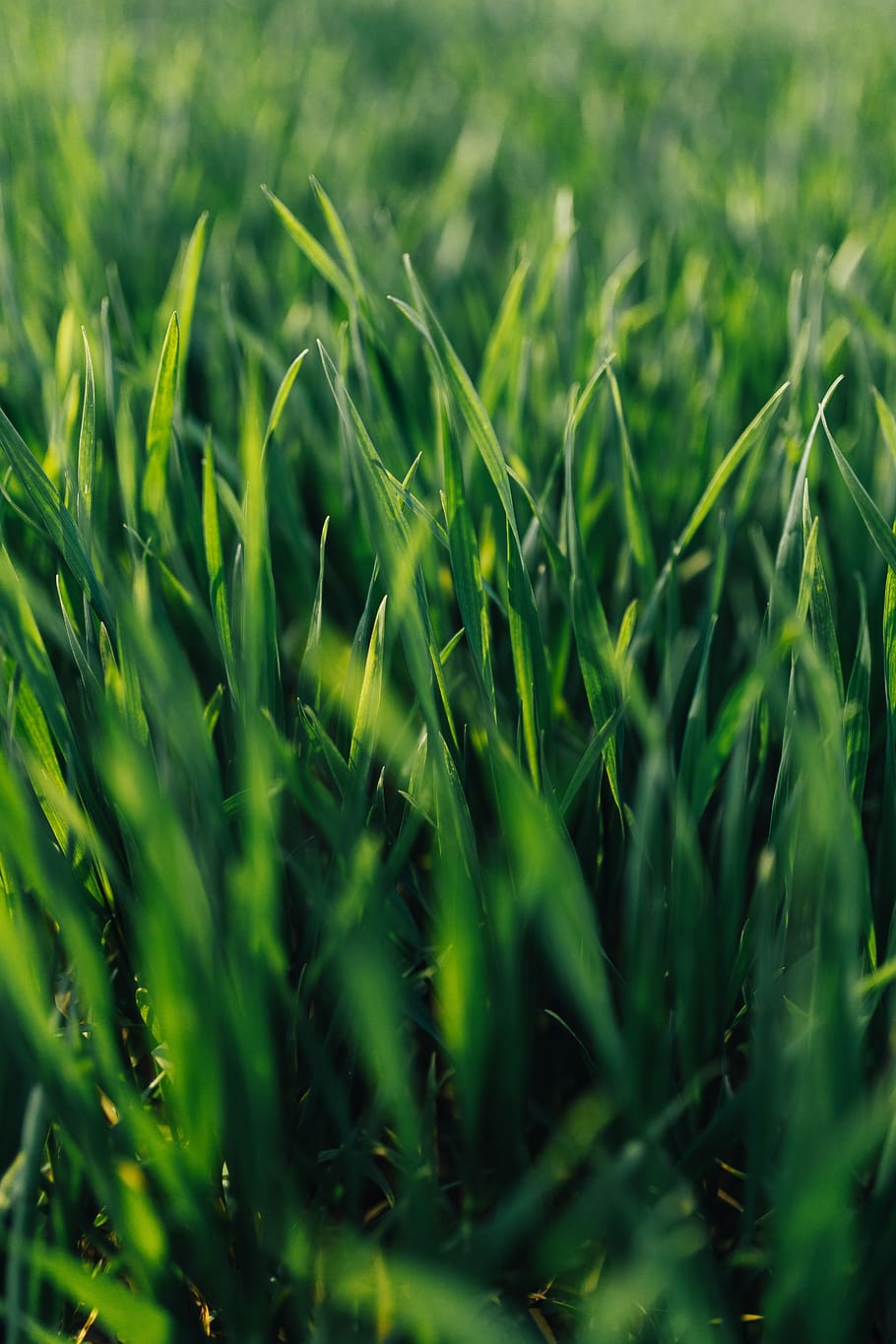 closeup, hijau, rumput, Close-up, warna hijau, menanam, pertumbuhan, bidang, tanah, selektif fokus