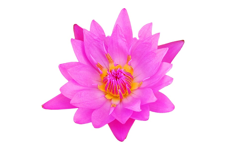 flower, pink, pink flowers, nature, macro, natural, close, colorful, bright, lotus