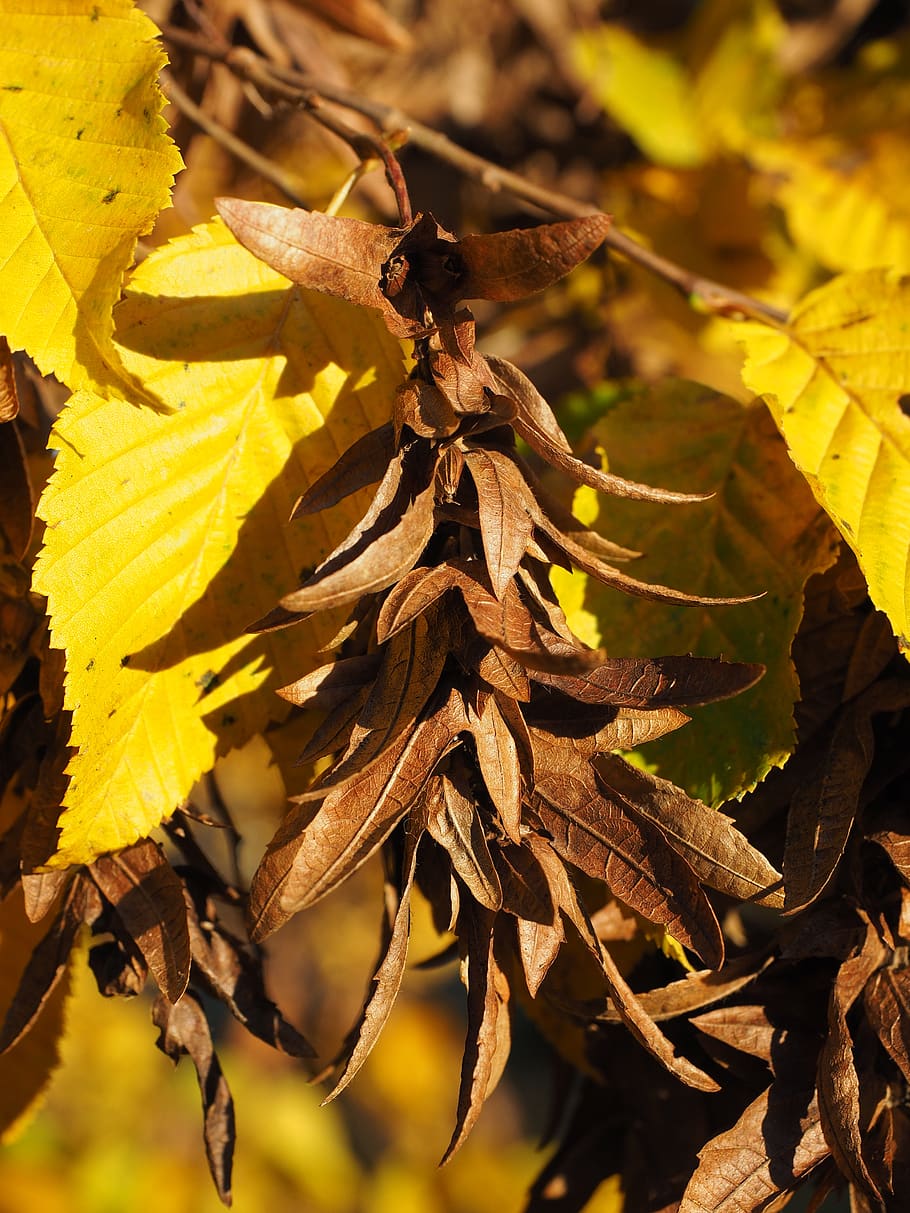 pods, fruits, leaves, brown, hornbeam, autumn, fall color, yellow, coloring, carpinus betulus
