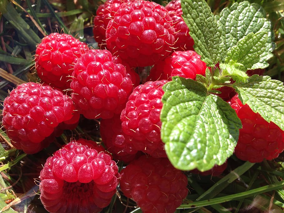 rasberry, garden, fruit, red, berry, dessert, fresh, freshness, food and drink, close-up