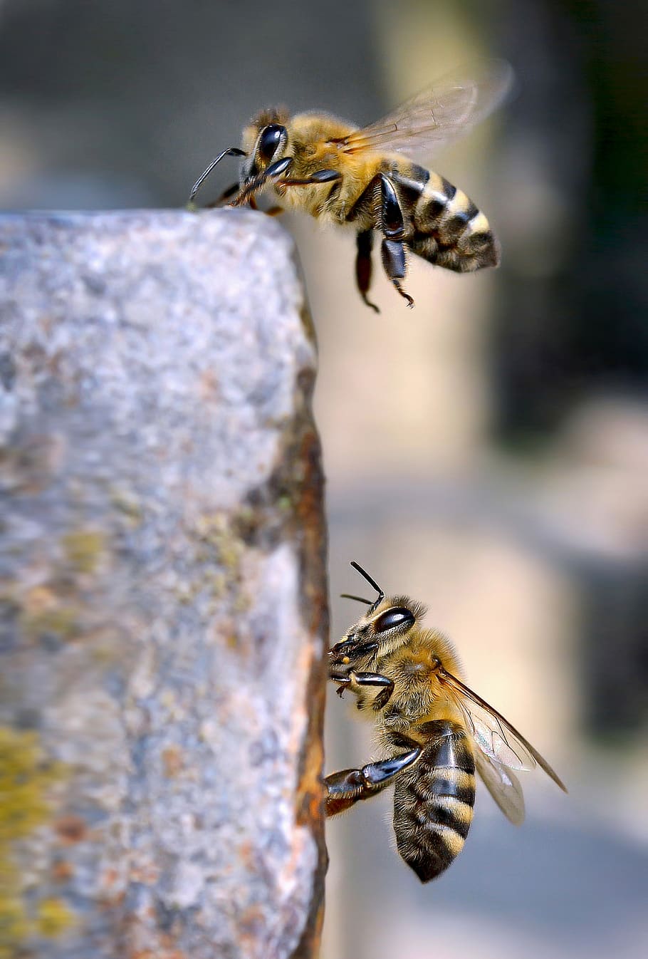 abelhas, insetos, voando, macro, close-up, ao ar livre, natureza, mel, temas de animais, animal