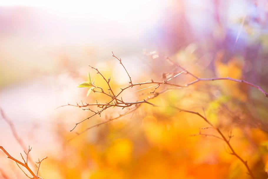 Abstract, Colors, Autumn, bush, cold, colorful, nature, winter, outdoors, season