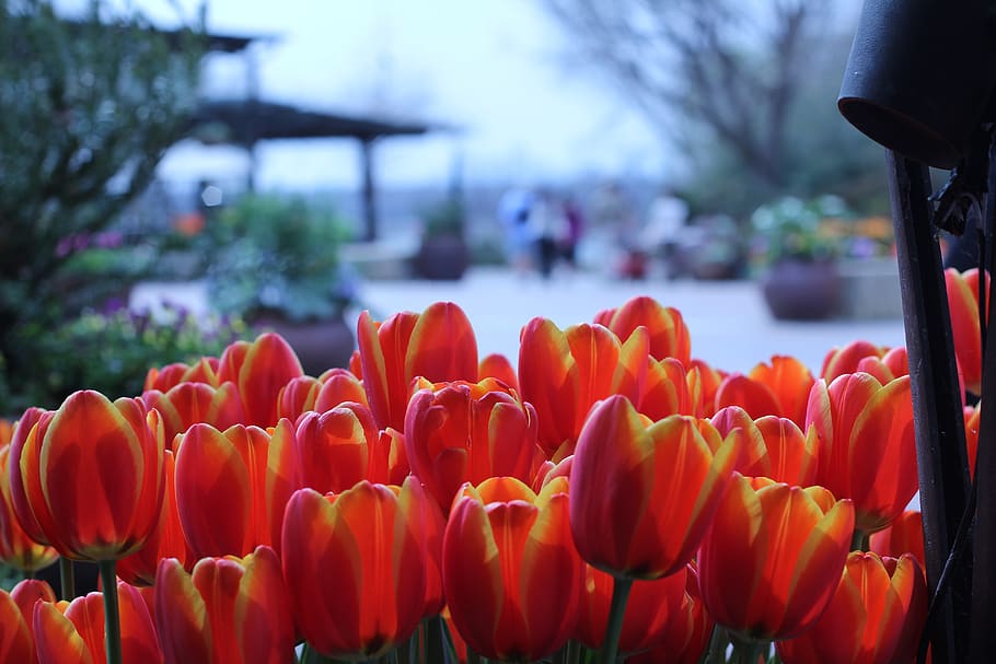 Dallas Texas Arboretum Garden Tulips Plants Flowers Spring