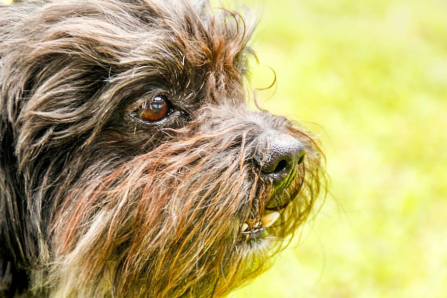 Dog, Snout, Clarity, Head, animal portrait, terrier, brown, dog snout, nose, one animal