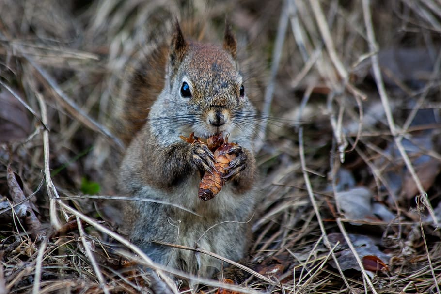 fox squirrel, squirrel, gnaw, feed, hibernate, winter, spring, collect, eat, tap