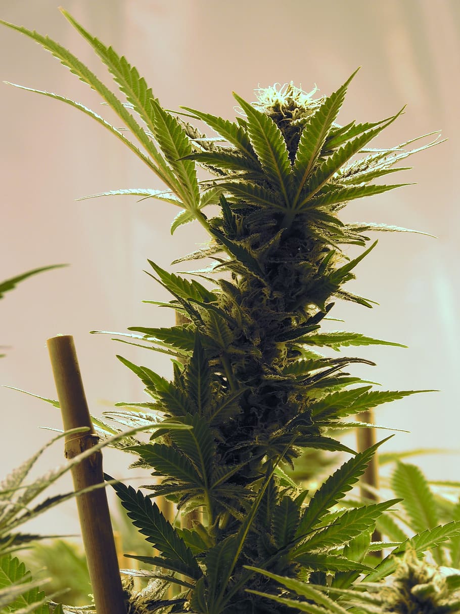 marihuana, cuarto de cultivo, cannabis, cáñamo, interior, maceta, verde, planta, crecimiento, naturaleza