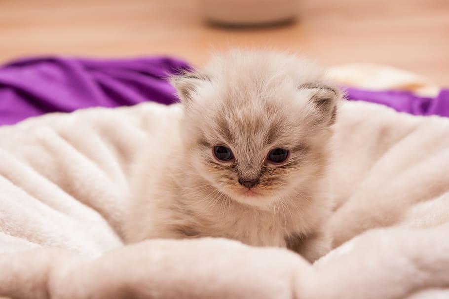 grey, white, short, coat kitten, fabric, coat, kitten, animal children, cat, persians