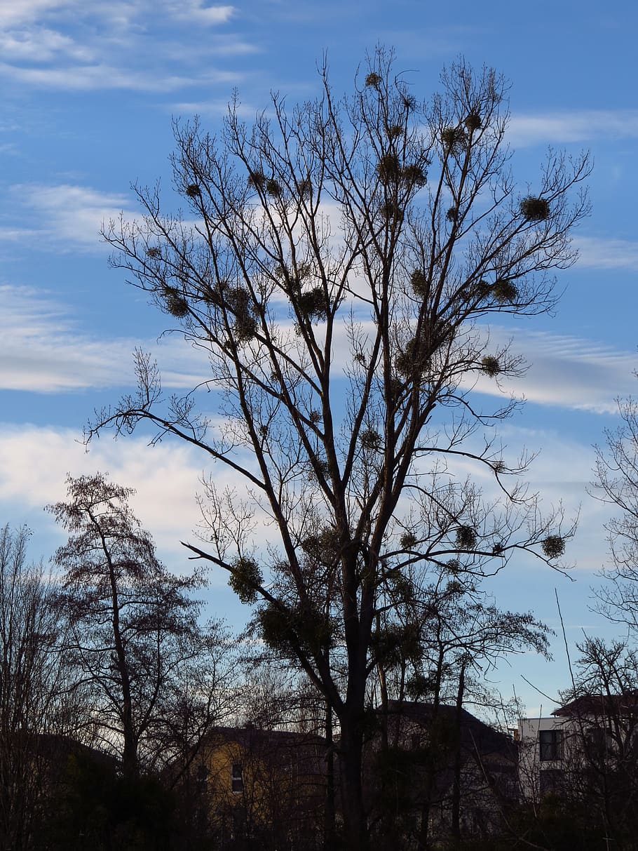 Tree, White Poplar, Silhouette, poplar, black, mistletoe, viscum, sandalwood crop, sky, blue