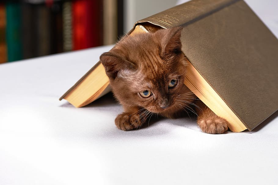 brown, kitten, soft-bound book, cute, young, cat, home, animals, burma, book