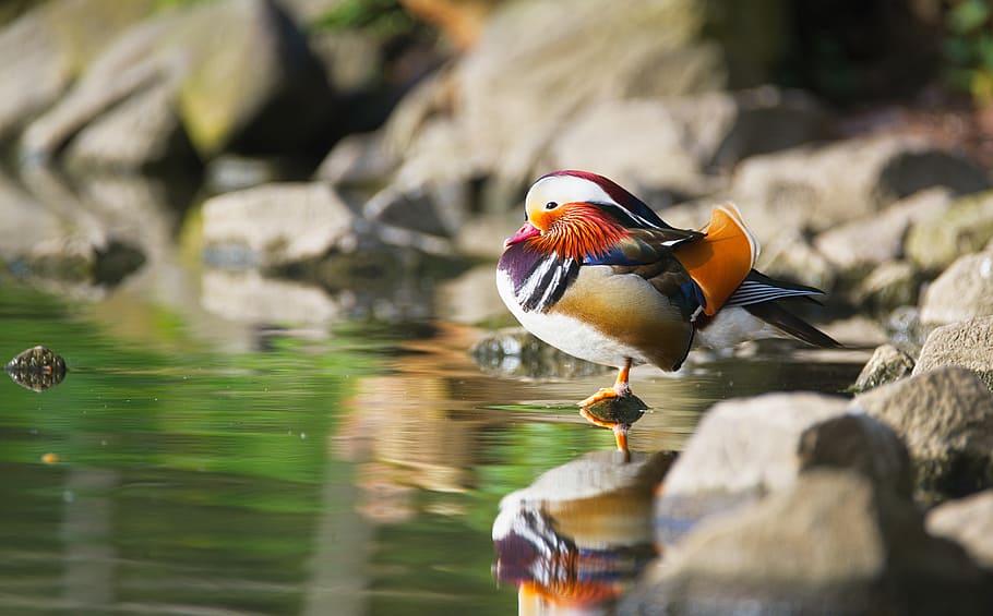 selective, male, mandarin, standing, body, water, daytime, duck, mandarin ducks, bird