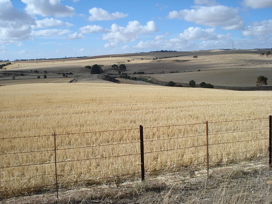 paddock, tanaman, gandum, biji-bijian, langit, pertanian, pedesaan, australia, negara, alam