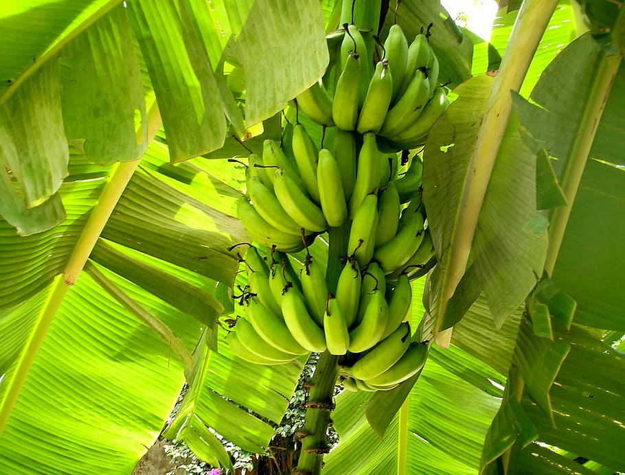 green, banana fruits, banana tree, Nature, Fruit, Plants, Leaves, Food, cultivation, banana
