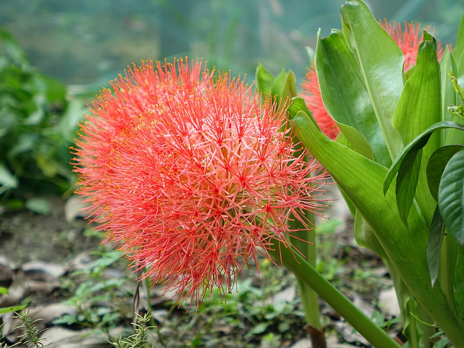 tennis spent, blood lily, flower, red, ball 莖 class, red bulb, plant, the bulbs, ornamental plants, blood flower