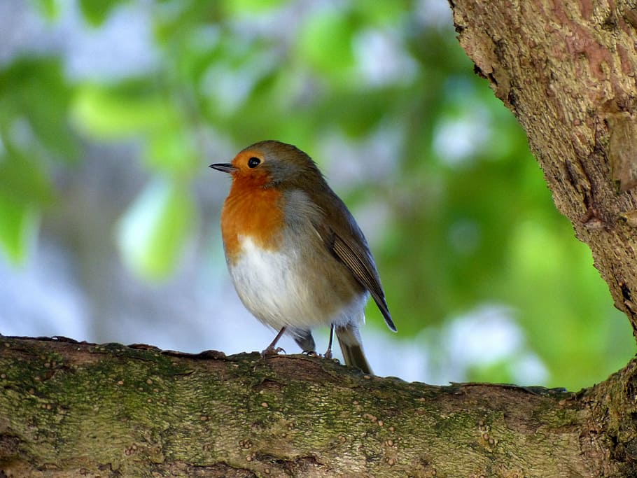 white, brown, european robin perching, tree branch, bird, robin, nature, foraging, close, animals
