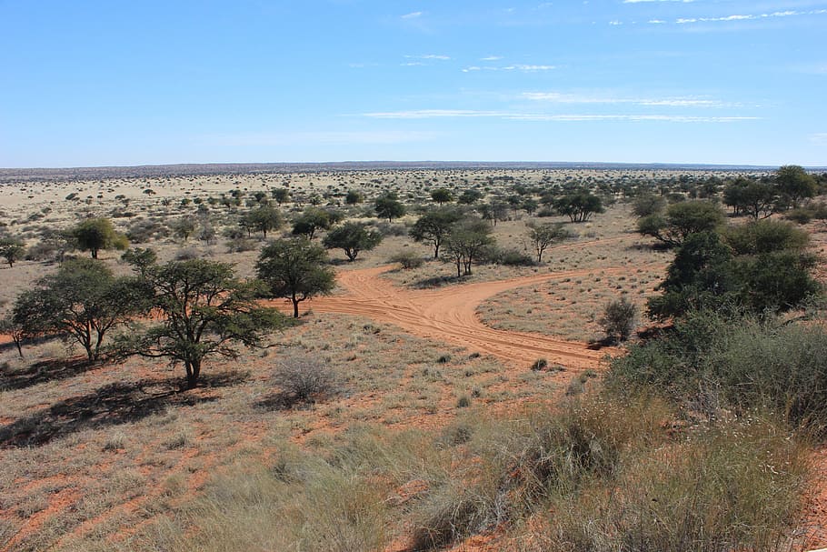 desierto, namibia, áfrica, dunas, paisaje desértico, desierto de kalahari, lejos, paisaje, arena de roter, carretera