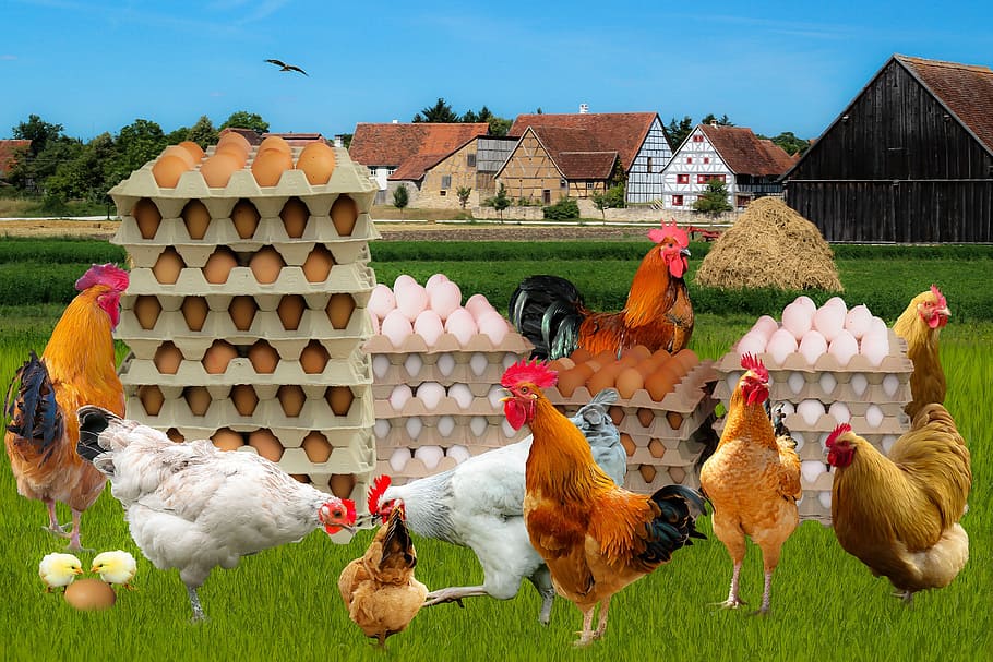 eggs, chickens illustration, Farm, Chicken, Chicken, Chicken Eggs, Food, egg, chicken, agriculture, nutrition