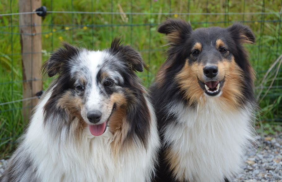 two, adult, rough, collies, outdoor, dogs, shepherd shetland, couple, female blue merle, male tricolor
