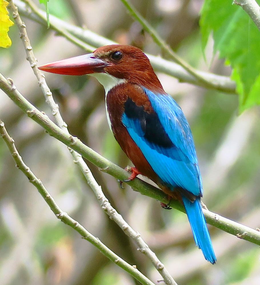 selective, focus photography, blue, brown, long-beaked bird, tree trunk, bird, wildlife, nature, beak