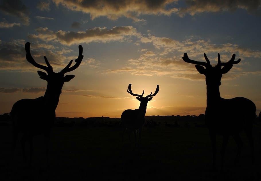 silhouette, deer, horns, sunset, fallow, fauna, sky, animal, animal themes, antler