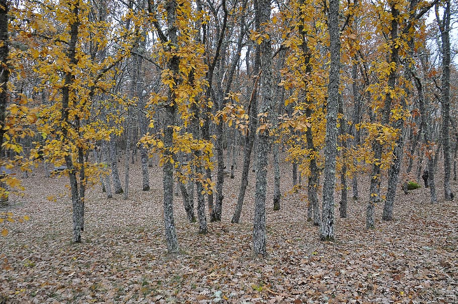 Golden, bosque, árboles, seco, hojas, otoño, naturaleza, Nikon, natura, árboles amarillos