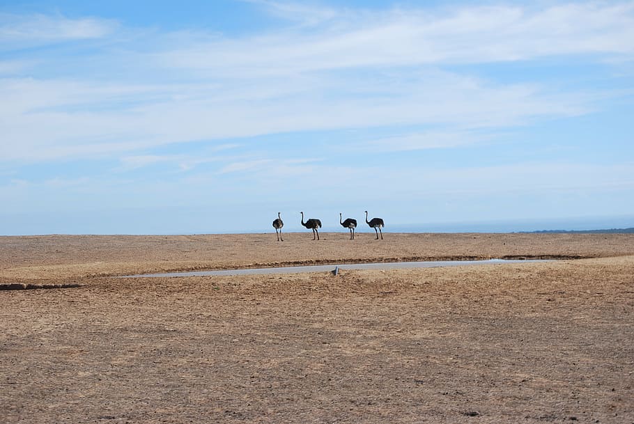 ostrich, south africa, watering place, drought, surface, nature, sand, beach, sky, land