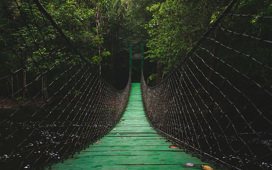 green, wooden, hanging, bridge, trees, path, walkway, suspension, camping, traveling