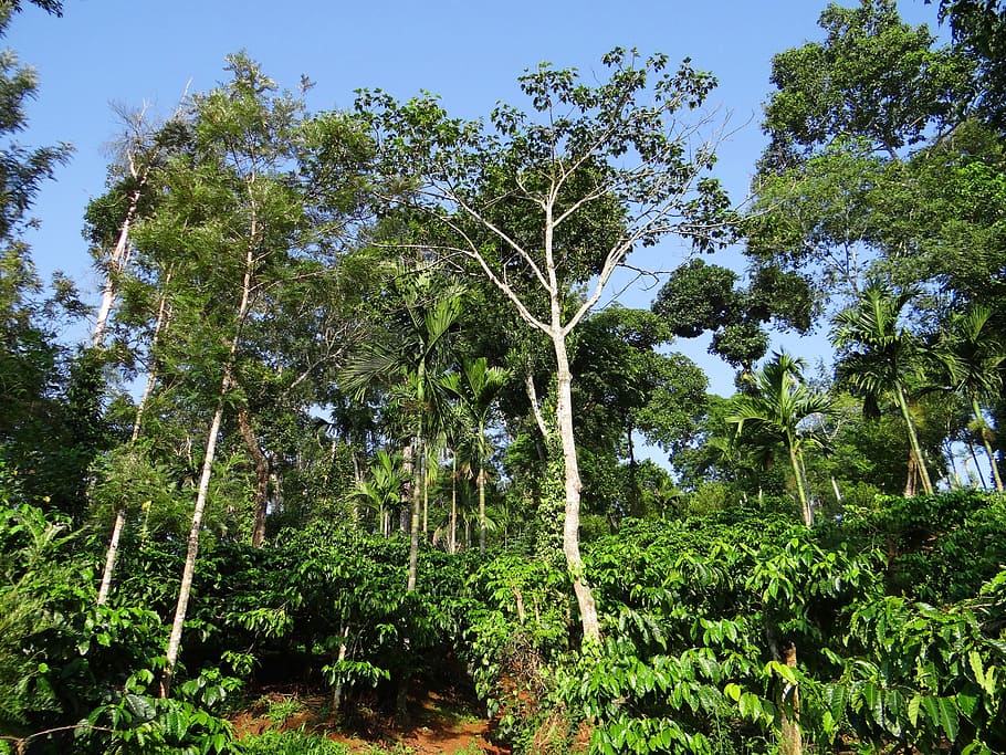 forest trees, daytime, coffee plantation, hill slope, shady trees, kodagu, india, tree, organic, agriculture