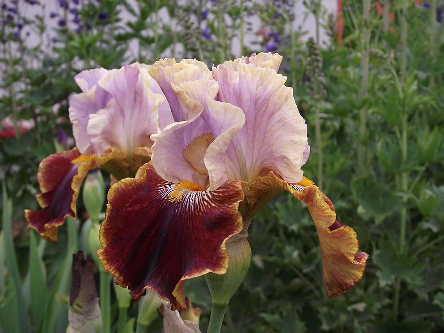 selective, focus photo, pink, brown, iris flower, iris, flowers, garden, bearded iris, schwertliliengewaechs