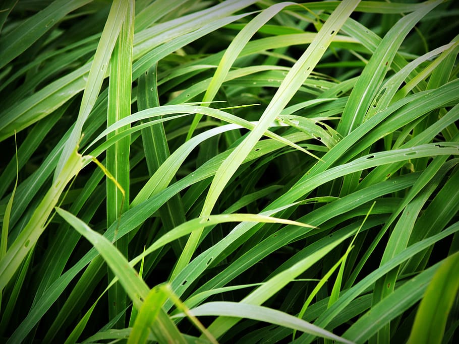 green, linear, grasses, close-up photo, grass, field, soccer, background, lawn, turf