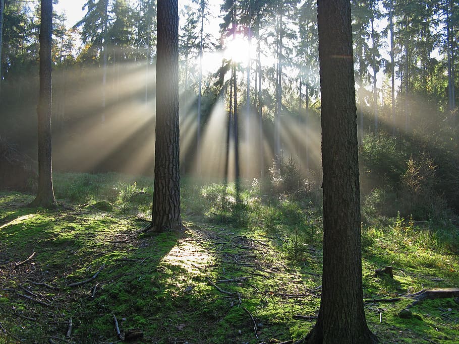 rayos crepusculares, brillante, sobre, árboles, bosque, luz, naturaleza, sombra, sol, agujas