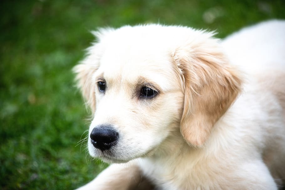 dog, mammal, animal world, puppy, young, golden retriever, pet, cute, one  animal, domestic | Miniature Golden Retrievers