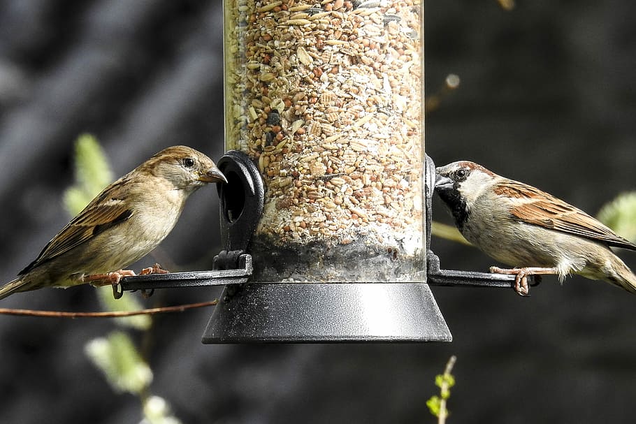 Sperling, House Sparrow, Bird, sparrow, songbird, garden bird, alam, hewan, satwa liar, tema hewan