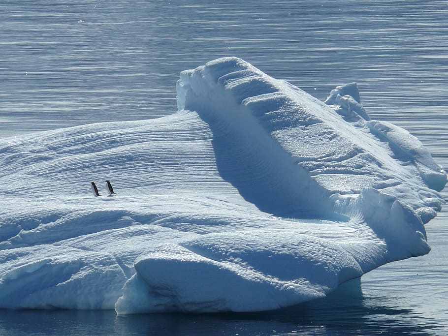 penguins ice stone, iceberg, ice floe, antarctica, south pole, north pole, ice, cold, southern ocean, eternal ice