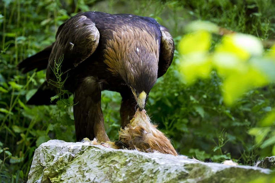 golden eagle, time to eat, feeding, predator, prey unknown, talon, bill, one animal, animal wildlife, animals in the wild
